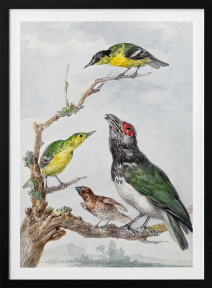 A vintage watercolor illustration of four different birds perched together on a gnarled, mossy branch against a pale, cloudy sky. The birds include two small yellow and green birds, a larger bird with dark green wings, a white belly, a black head and a red patch around its eye, and a small brown bird with a patterned chest. Print