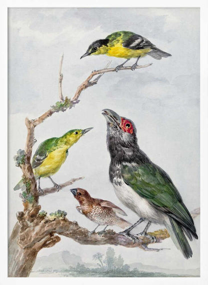 A vintage watercolor illustration of four different birds perched together on a gnarled, mossy branch against a pale, cloudy sky. The birds include two small yellow and green birds, a larger bird with dark green wings, a white belly, a black head and a red patch around its eye, and a small brown bird with a patterned chest. Print