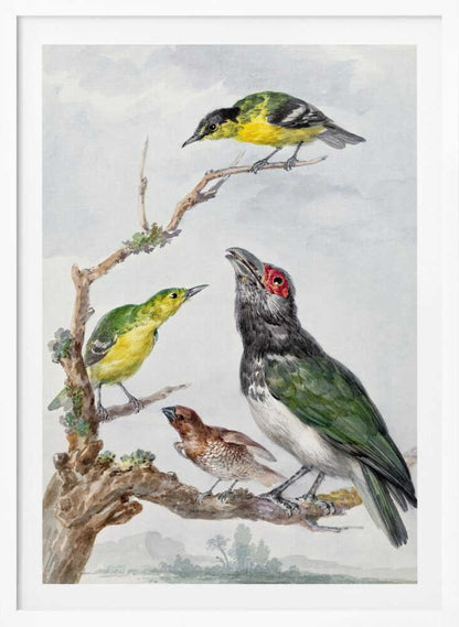 A vintage watercolor illustration of four different birds perched together on a gnarled, mossy branch against a pale, cloudy sky. The birds include two small yellow and green birds, a larger bird with dark green wings, a white belly, a black head and a red patch around its eye, and a small brown bird with a patterned chest. Print