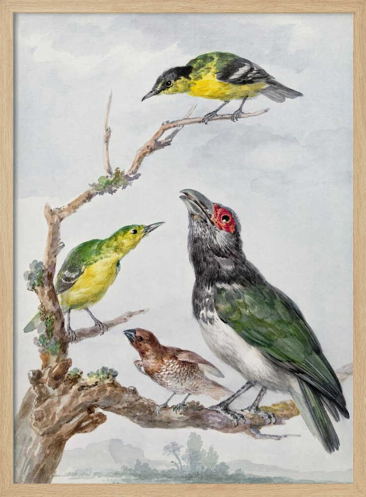 A vintage watercolor illustration of four different birds perched together on a gnarled, mossy branch against a pale, cloudy sky. The birds include two small yellow and green birds, a larger bird with dark green wings, a white belly, a black head and a red patch around its eye, and a small brown bird with a patterned chest. Print
