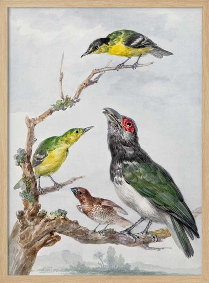 A vintage watercolor illustration of four different birds perched together on a gnarled, mossy branch against a pale, cloudy sky. The birds include two small yellow and green birds, a larger bird with dark green wings, a white belly, a black head and a red patch around its eye, and a small brown bird with a patterned chest. Print