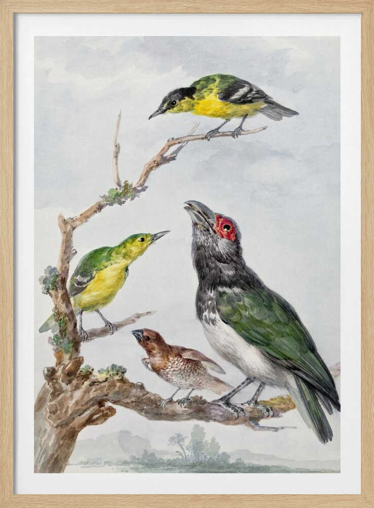 A vintage watercolor illustration of four different birds perched together on a gnarled, mossy branch against a pale, cloudy sky. The birds include two small yellow and green birds, a larger bird with dark green wings, a white belly, a black head and a red patch around its eye, and a small brown bird with a patterned chest. Print