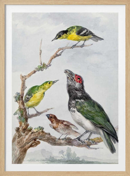 A vintage watercolor illustration of four different birds perched together on a gnarled, mossy branch against a pale, cloudy sky. The birds include two small yellow and green birds, a larger bird with dark green wings, a white belly, a black head and a red patch around its eye, and a small brown bird with a patterned chest. Print