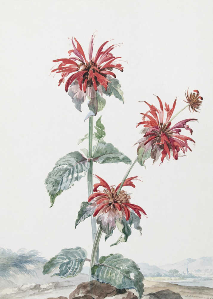 A vibrant red bergamot fruit prominently featured within a natural landscape, depicted in an art print. Artwork