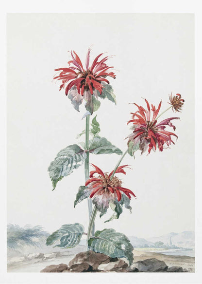 A vibrant red bergamot fruit prominently featured within a natural landscape, depicted in an art print. Artwork