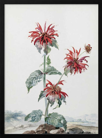 A vibrant red bergamot fruit prominently featured within a natural landscape, depicted in an art print. Artwork