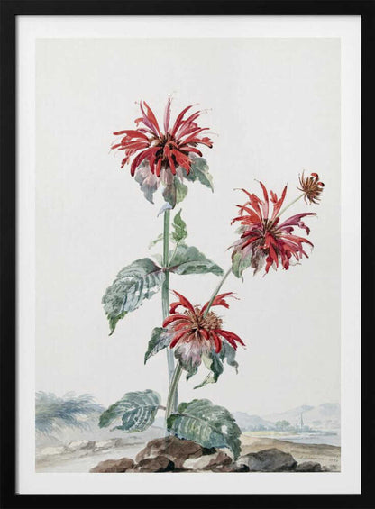 A vibrant red bergamot fruit prominently featured within a natural landscape, depicted in an art print. Artwork