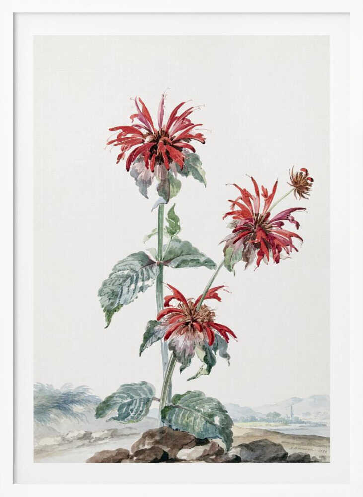 A vibrant red bergamot fruit prominently featured within a natural landscape, depicted in an art print. Artwork