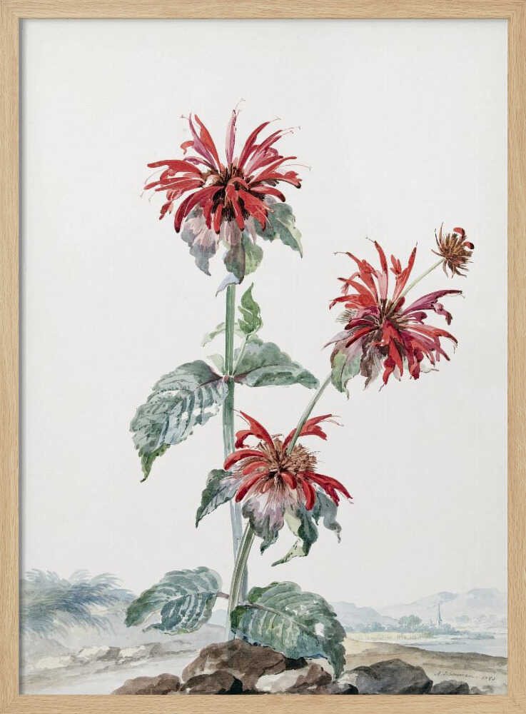 A vibrant red bergamot fruit prominently featured within a natural landscape, depicted in an art print. Artwork