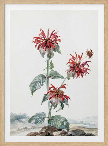 A vibrant red bergamot fruit prominently featured within a natural landscape, depicted in an art print. Artwork