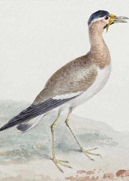 A yellow wattled lapwing bird, typically found in open country, with its distinctive yellow wattle, brown body, and black markings, depicted on a poster or art print. Wall Art