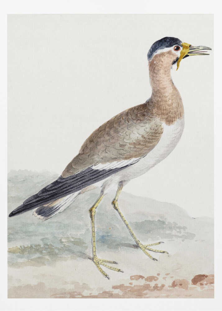 A yellow wattled lapwing bird, typically found in open country, with its distinctive yellow wattle, brown body, and black markings, depicted on a poster or art print. Wall Art