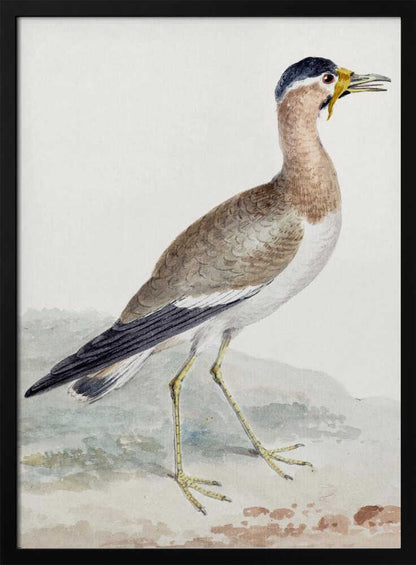 A yellow wattled lapwing bird, typically found in open country, with its distinctive yellow wattle, brown body, and black markings, depicted on a poster or art print. Wall Art