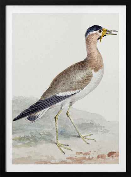 A yellow wattled lapwing bird, typically found in open country, with its distinctive yellow wattle, brown body, and black markings, depicted on a poster or art print. Wall Art
