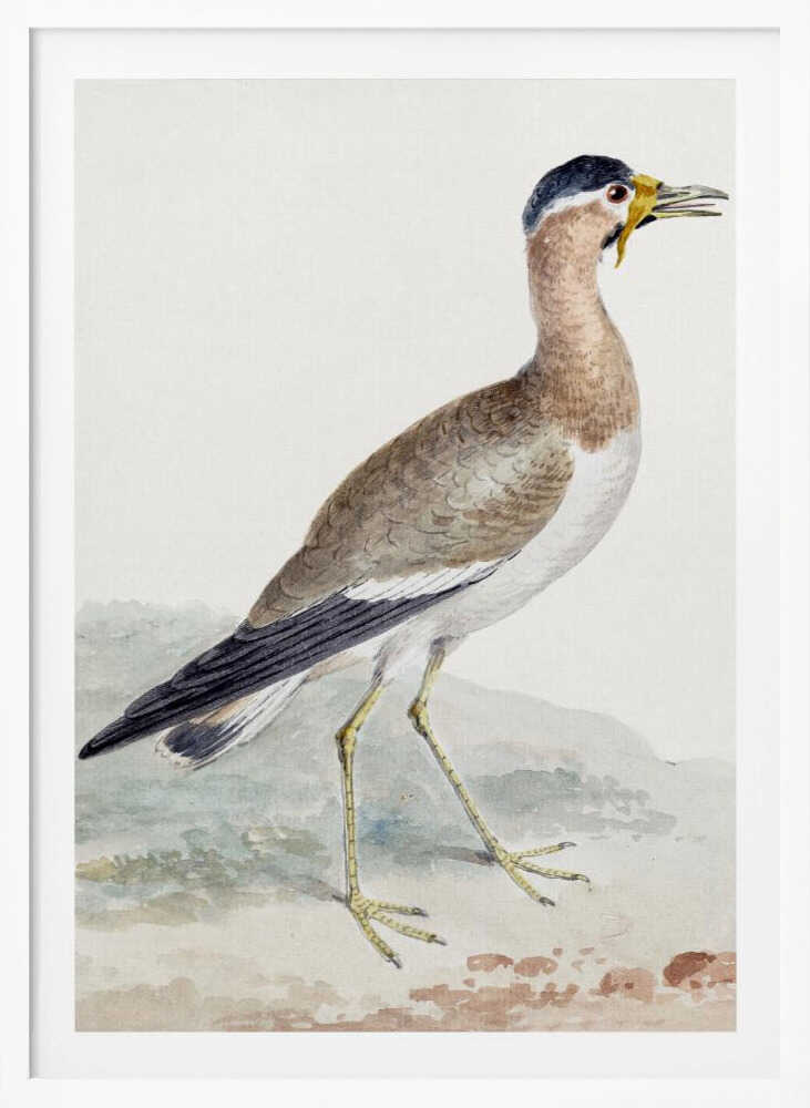 A yellow wattled lapwing bird, typically found in open country, with its distinctive yellow wattle, brown body, and black markings, depicted on a poster or art print. Wall Art