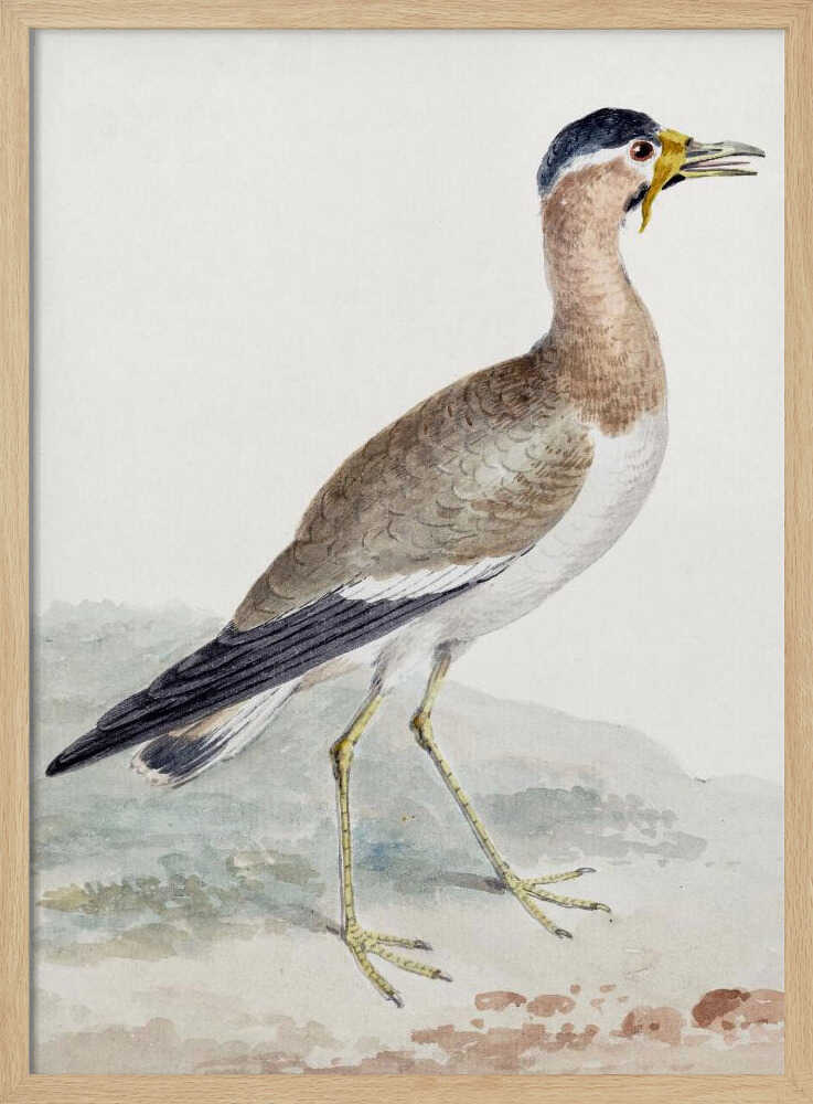 A yellow wattled lapwing bird, typically found in open country, with its distinctive yellow wattle, brown body, and black markings, depicted on a poster or art print. Wall Art