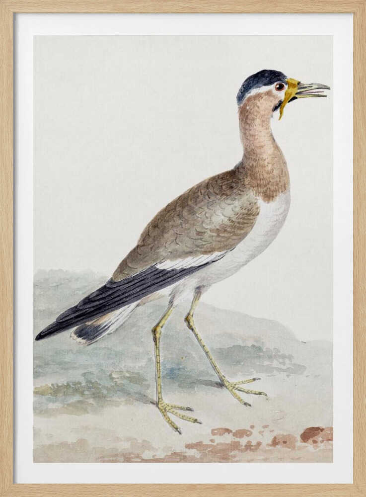 A yellow wattled lapwing bird, typically found in open country, with its distinctive yellow wattle, brown body, and black markings, depicted on a poster or art print. Wall Art