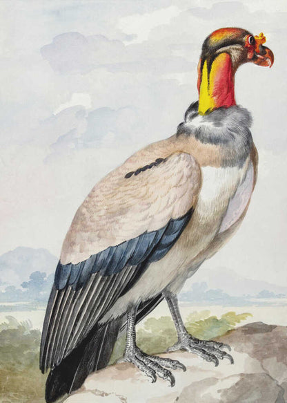 A vintage watercolor illustration of a King Vulture in profile, standing on a rock against a pale sky with distant mountains. The bird has a brightly colored featherless head in shades of red, orange, and yellow, a grey ruff, a cream-colored body, and dark blue and black wing feathers. Poster