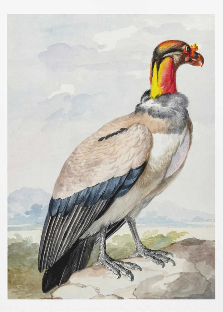A vintage watercolor illustration of a King Vulture in profile, standing on a rock against a pale sky with distant mountains. The bird has a brightly colored featherless head in shades of red, orange, and yellow, a grey ruff, a cream-colored body, and dark blue and black wing feathers. Poster