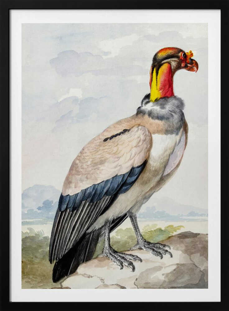 A vintage watercolor illustration of a King Vulture in profile, standing on a rock against a pale sky with distant mountains. The bird has a brightly colored featherless head in shades of red, orange, and yellow, a grey ruff, a cream-colored body, and dark blue and black wing feathers. Poster