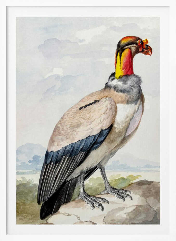 A vintage watercolor illustration of a King Vulture in profile, standing on a rock against a pale sky with distant mountains. The bird has a brightly colored featherless head in shades of red, orange, and yellow, a grey ruff, a cream-colored body, and dark blue and black wing feathers. Poster