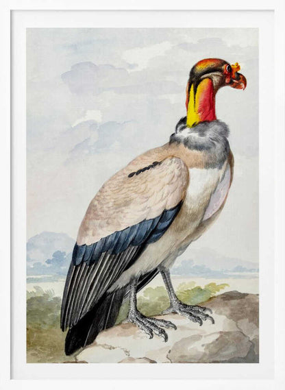 A vintage watercolor illustration of a King Vulture in profile, standing on a rock against a pale sky with distant mountains. The bird has a brightly colored featherless head in shades of red, orange, and yellow, a grey ruff, a cream-colored body, and dark blue and black wing feathers. Poster