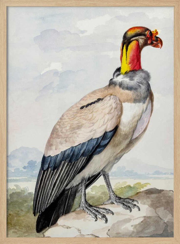 A vintage watercolor illustration of a King Vulture in profile, standing on a rock against a pale sky with distant mountains. The bird has a brightly colored featherless head in shades of red, orange, and yellow, a grey ruff, a cream-colored body, and dark blue and black wing feathers. Poster