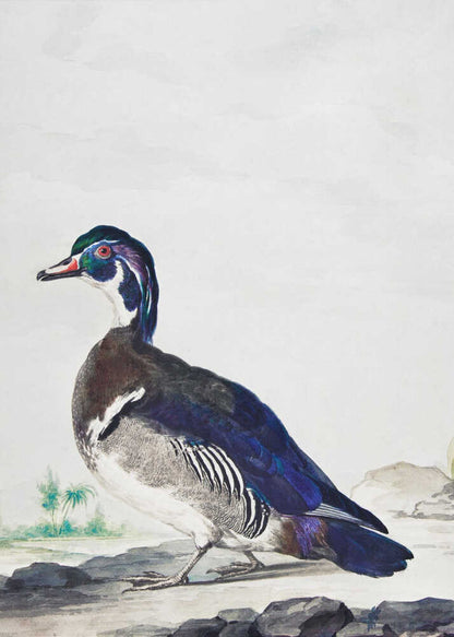 A vintage scientific illustration of a wood duck standing on a rocky shore, shown in profile. The bird has an iridescent blue and green head, a white throat, and deep blue wings, all set against a light, neutral background and presented in a simple black frame. Poster