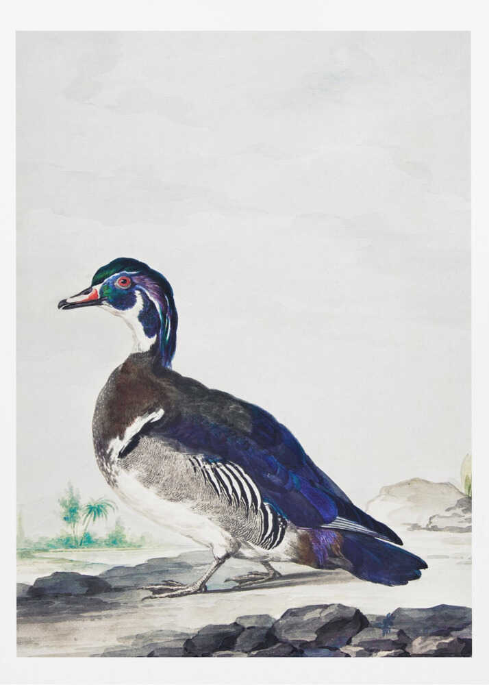 A vintage scientific illustration of a wood duck standing on a rocky shore, shown in profile. The bird has an iridescent blue and green head, a white throat, and deep blue wings, all set against a light, neutral background and presented in a simple black frame. Poster