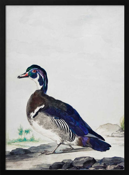 A vintage scientific illustration of a wood duck standing on a rocky shore, shown in profile. The bird has an iridescent blue and green head, a white throat, and deep blue wings, all set against a light, neutral background and presented in a simple black frame. Poster