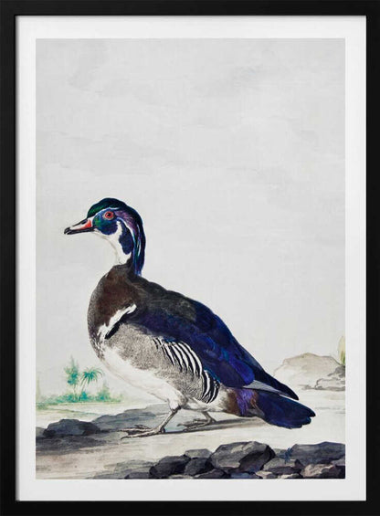 A vintage scientific illustration of a wood duck standing on a rocky shore, shown in profile. The bird has an iridescent blue and green head, a white throat, and deep blue wings, all set against a light, neutral background and presented in a simple black frame. Poster