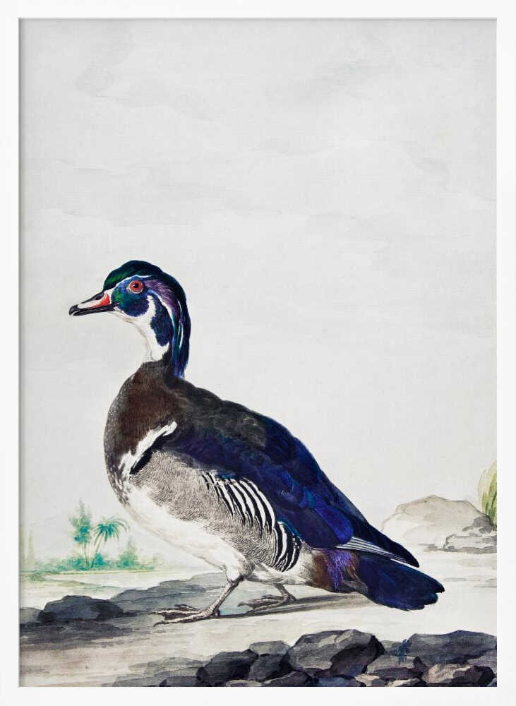 A vintage scientific illustration of a wood duck standing on a rocky shore, shown in profile. The bird has an iridescent blue and green head, a white throat, and deep blue wings, all set against a light, neutral background and presented in a simple black frame. Poster