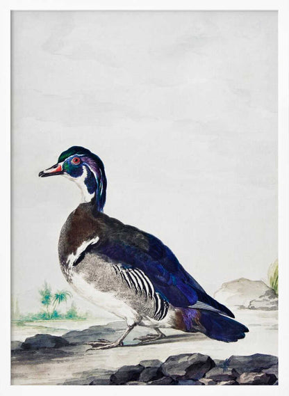 A vintage scientific illustration of a wood duck standing on a rocky shore, shown in profile. The bird has an iridescent blue and green head, a white throat, and deep blue wings, all set against a light, neutral background and presented in a simple black frame. Poster