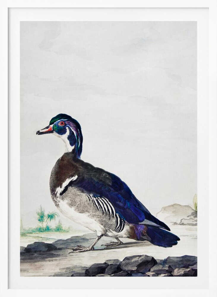 A vintage scientific illustration of a wood duck standing on a rocky shore, shown in profile. The bird has an iridescent blue and green head, a white throat, and deep blue wings, all set against a light, neutral background and presented in a simple black frame. Poster