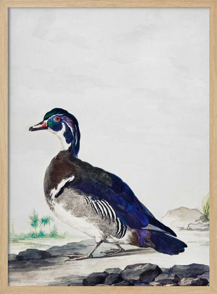 A vintage scientific illustration of a wood duck standing on a rocky shore, shown in profile. The bird has an iridescent blue and green head, a white throat, and deep blue wings, all set against a light, neutral background and presented in a simple black frame. Poster