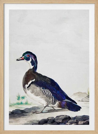 A vintage scientific illustration of a wood duck standing on a rocky shore, shown in profile. The bird has an iridescent blue and green head, a white throat, and deep blue wings, all set against a light, neutral background and presented in a simple black frame. Poster
