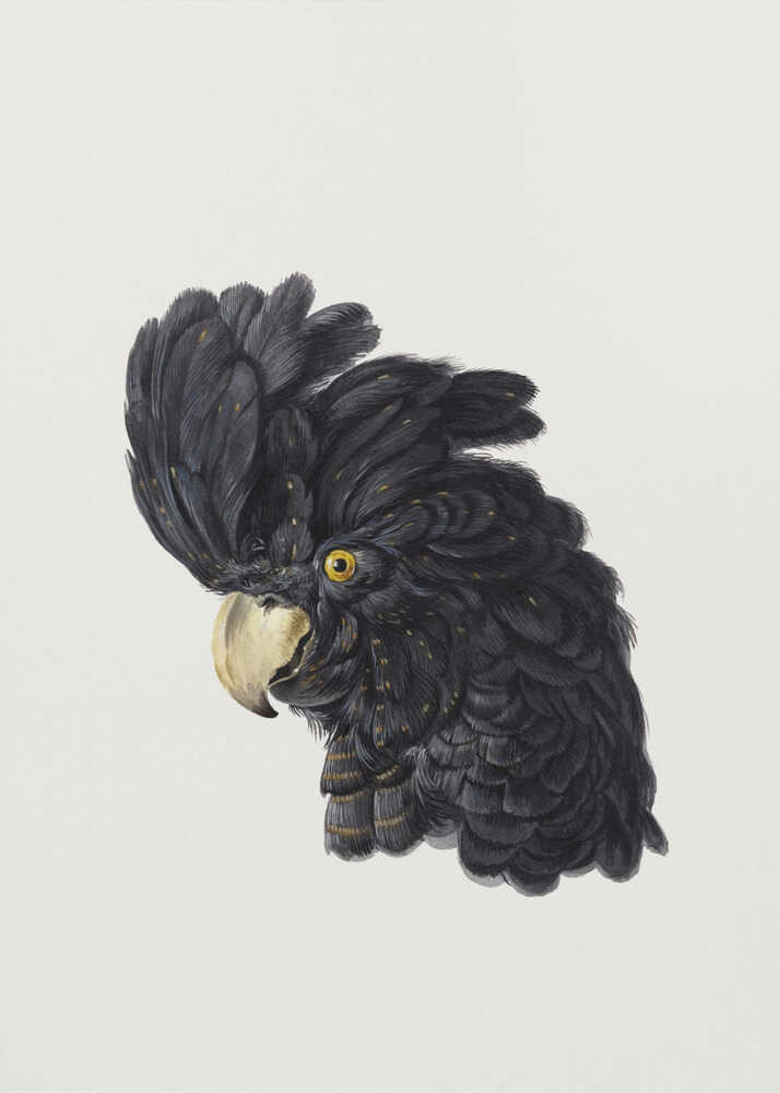 A framed art print featuring a detailed illustration of a black cockatoo's head in profile. The bird has voluminous black feathers with subtle gold flecks, a bright yellow eye, and a pale hooked beak, set against a solid off-white background. Artwork