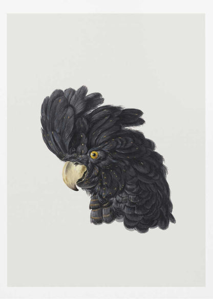A framed art print featuring a detailed illustration of a black cockatoo's head in profile. The bird has voluminous black feathers with subtle gold flecks, a bright yellow eye, and a pale hooked beak, set against a solid off-white background. Artwork