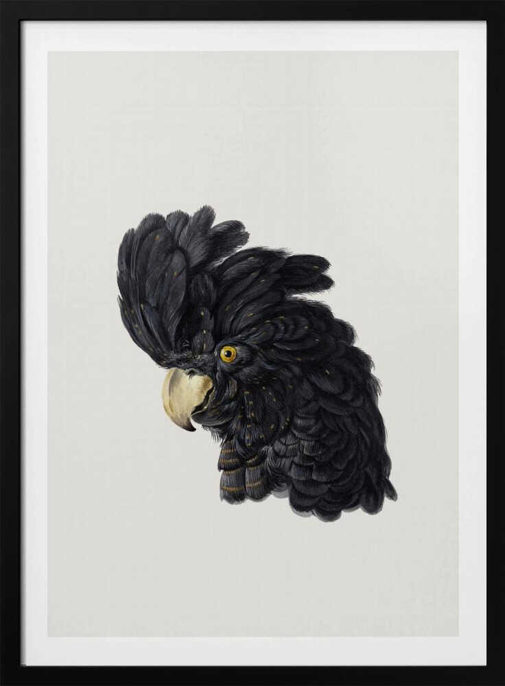 A framed art print featuring a detailed illustration of a black cockatoo's head in profile. The bird has voluminous black feathers with subtle gold flecks, a bright yellow eye, and a pale hooked beak, set against a solid off-white background. Artwork