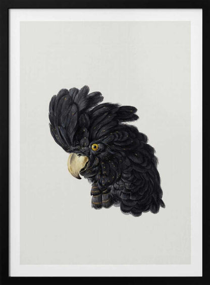 A framed art print featuring a detailed illustration of a black cockatoo's head in profile. The bird has voluminous black feathers with subtle gold flecks, a bright yellow eye, and a pale hooked beak, set against a solid off-white background. Artwork