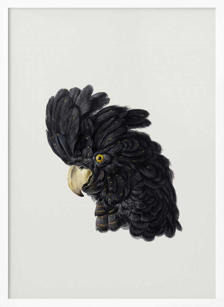A framed art print featuring a detailed illustration of a black cockatoo's head in profile. The bird has voluminous black feathers with subtle gold flecks, a bright yellow eye, and a pale hooked beak, set against a solid off-white background. Artwork