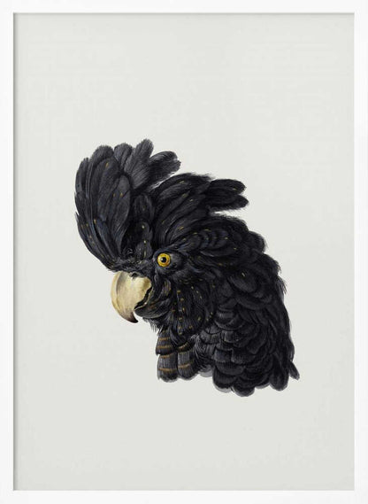 A framed art print featuring a detailed illustration of a black cockatoo's head in profile. The bird has voluminous black feathers with subtle gold flecks, a bright yellow eye, and a pale hooked beak, set against a solid off-white background. Artwork