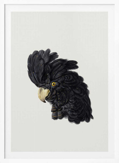 A framed art print featuring a detailed illustration of a black cockatoo's head in profile. The bird has voluminous black feathers with subtle gold flecks, a bright yellow eye, and a pale hooked beak, set against a solid off-white background. Artwork