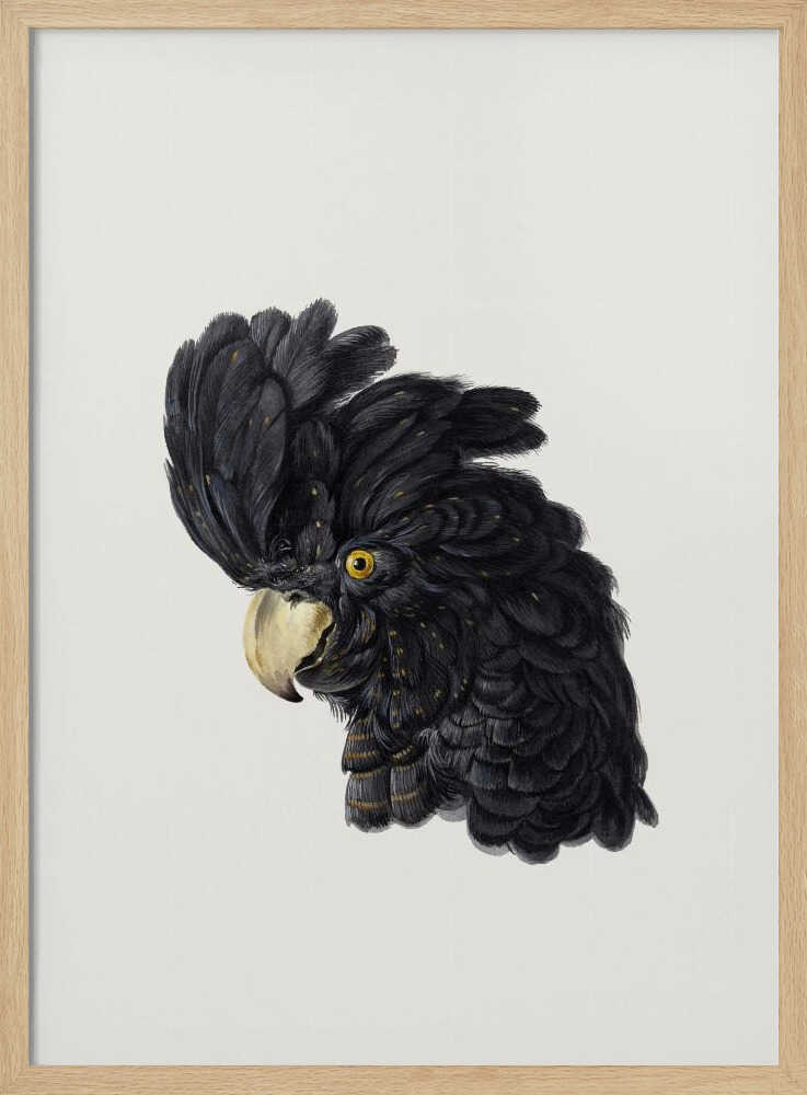 A framed art print featuring a detailed illustration of a black cockatoo's head in profile. The bird has voluminous black feathers with subtle gold flecks, a bright yellow eye, and a pale hooked beak, set against a solid off-white background. Artwork