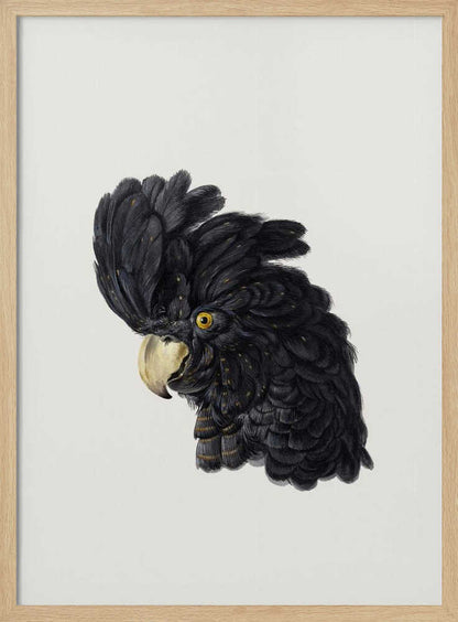 A framed art print featuring a detailed illustration of a black cockatoo's head in profile. The bird has voluminous black feathers with subtle gold flecks, a bright yellow eye, and a pale hooked beak, set against a solid off-white background. Artwork