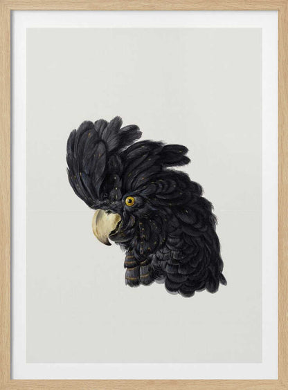 A framed art print featuring a detailed illustration of a black cockatoo's head in profile. The bird has voluminous black feathers with subtle gold flecks, a bright yellow eye, and a pale hooked beak, set against a solid off-white background. Artwork