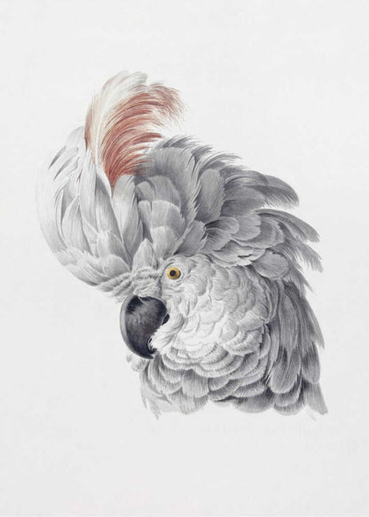 A framed vintage-style scientific illustration of a cockatoo's head against a white background. The bird is shown in profile, with detailed grey and white feathers, a large reddish-brown crest, a dark curved beak, and a yellow eye. Print
