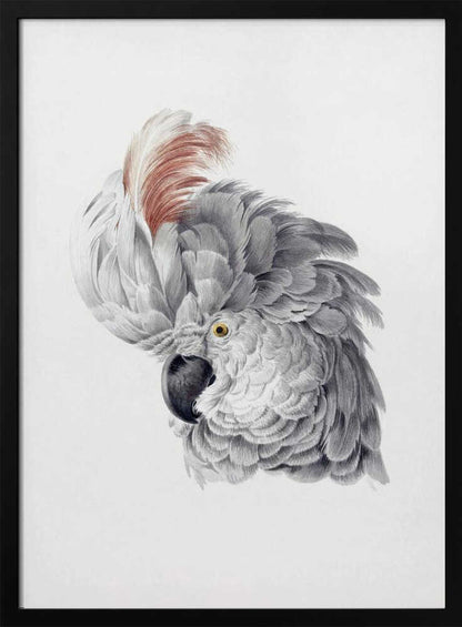 A framed vintage-style scientific illustration of a cockatoo's head against a white background. The bird is shown in profile, with detailed grey and white feathers, a large reddish-brown crest, a dark curved beak, and a yellow eye. Print