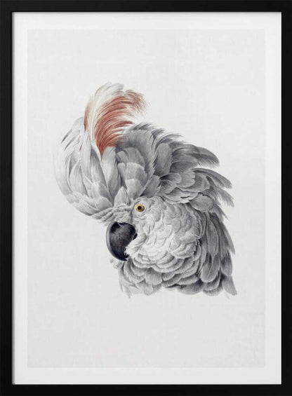 A framed vintage-style scientific illustration of a cockatoo's head against a white background. The bird is shown in profile, with detailed grey and white feathers, a large reddish-brown crest, a dark curved beak, and a yellow eye. Print