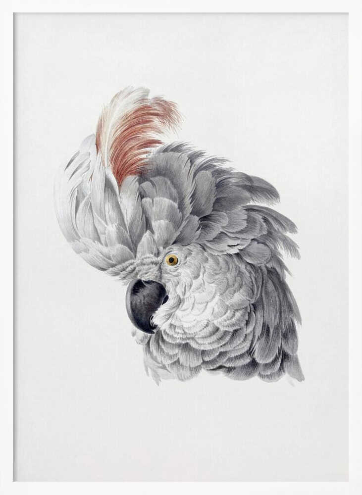 A framed vintage-style scientific illustration of a cockatoo's head against a white background. The bird is shown in profile, with detailed grey and white feathers, a large reddish-brown crest, a dark curved beak, and a yellow eye. Print